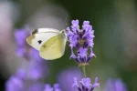 K800_DSC_5705.webp