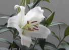 Lilie.webp