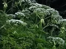 IMG_20180619_185723677.webp IMG_20180619_185723677.webp