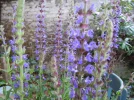DSCN9736.webp