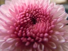 Chrys.webp