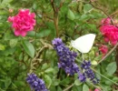 DSCF2168 (2).webp