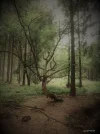 Baum Kopie.webp