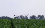 DSCF2165 (5).webp