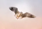 seagull-3465550_1920.webp