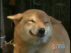 1 lachende Hund 2nwhh6skd5u.gif