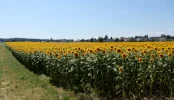 sunnblüem2.webp