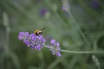 Biene3.webp