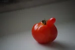 Lustige_Tomate.webp