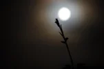 The Moon5.webp