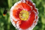 Mohnblume2015.webp