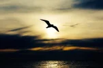 seabird-768584_1920.webp