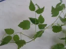 Handyaufnahmen 014.webp