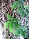 PICT0007.webp