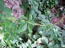 PICT0008.webp