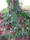 PICT0005.webp