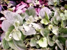 PICT0002.webp