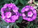 PICT0004.webp