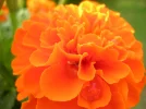 DSCN7149.webp