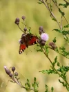 IMG_20180705_062232.webp