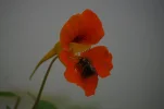 The Power of Flower.webp