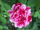 20180707_174654.webp
