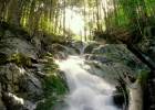 wf_1.webp