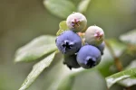 K800_DSC_6199.webp