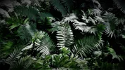 DSC02147a.webp