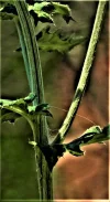 DSC02503a.webp