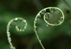 dew-3092076_1280.webp