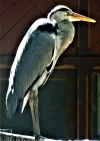DSC01577a.webp