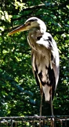 DSC01581a.webp