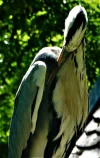 DSC01585a.webp