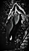 DSC01588b.webp