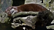 DSC01633a.webp