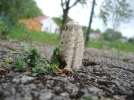 DSCN4042.webp