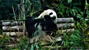 DSC01808a.webp