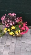 Frühjahr 2018 003.webp