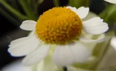 still1.webp
