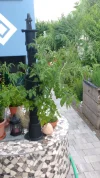 Garten, 25.7.2016 015.webp