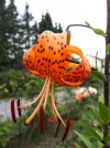 20180714_160726.webp