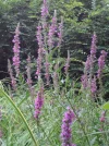 DSC01010.webp