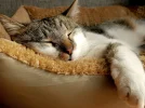 pic (1).webp