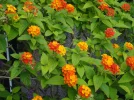 DSC01011.webp