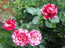 20180719_090832.webp