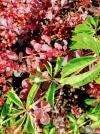 IMG_20180719_140736_BURST004.webp