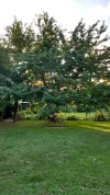 IMG_20180719_200330256_HDR.webp
