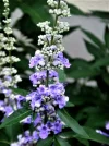 PICT0002.webp