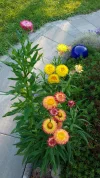 Garten Juli 2018 192.webp